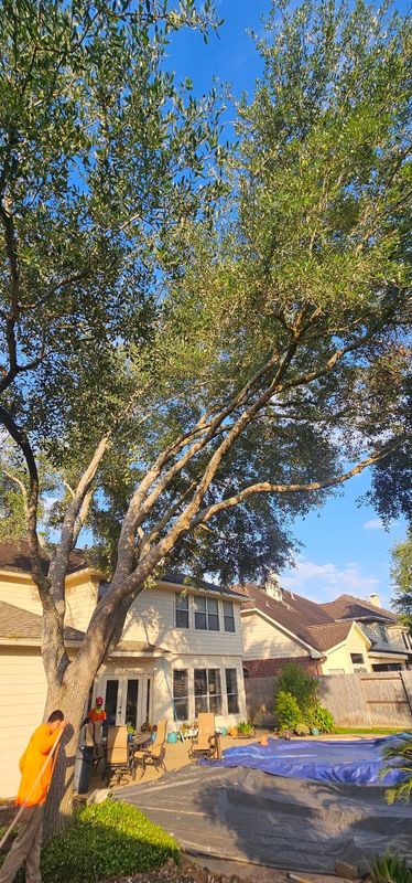 Tree Trimming