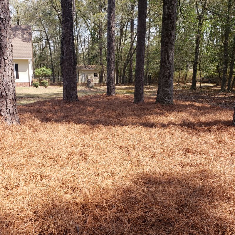 Pine Straw Perfection: Transforming Woodland Areas for a Natural Elegance
