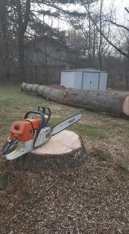 Tree Removal