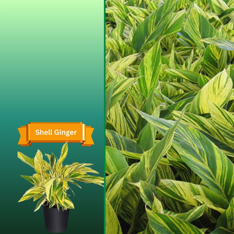 Plant Samples