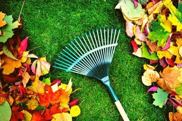 Fall and Spring Clean Up