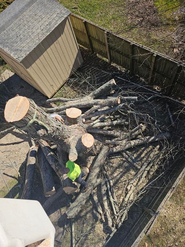 Tree Trimming & Removal