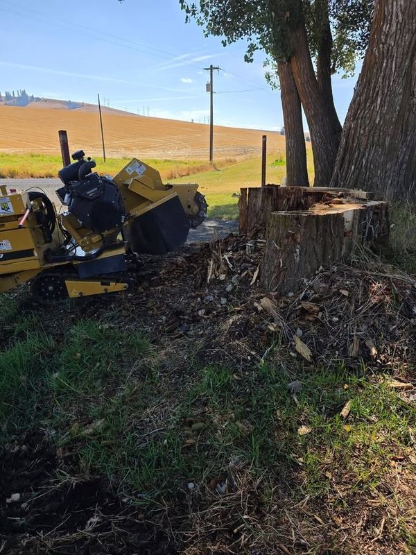 Stump Removal