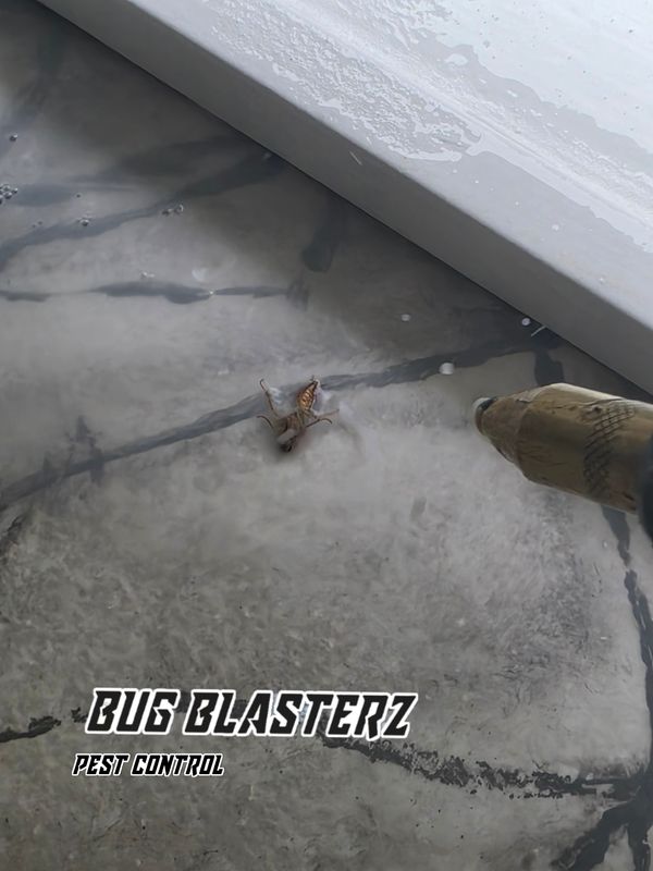 Cockroach Extermination