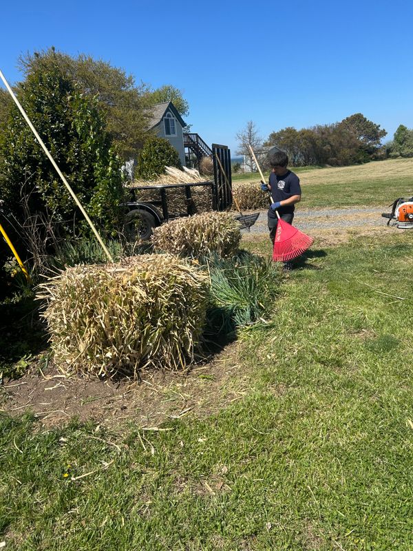 Shrub & Plant Trimming 