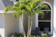 Plant and tree list