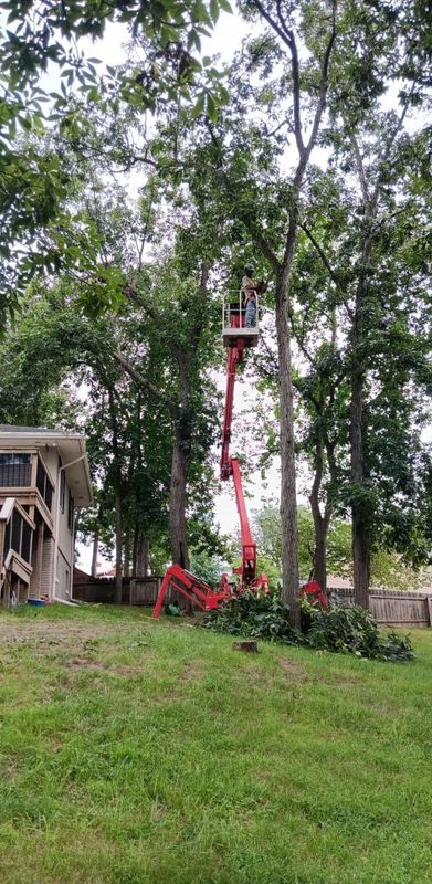 Tree Trimming
