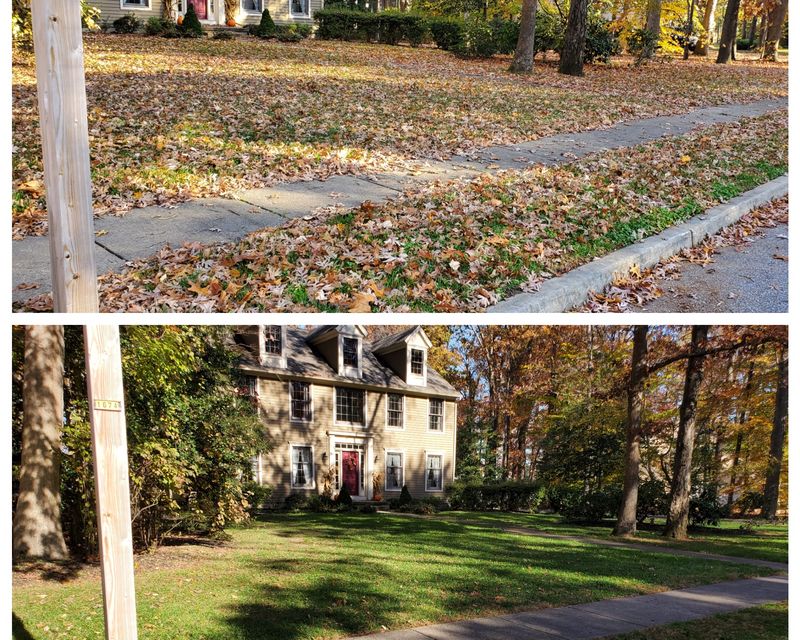 Leaf Clean Ups