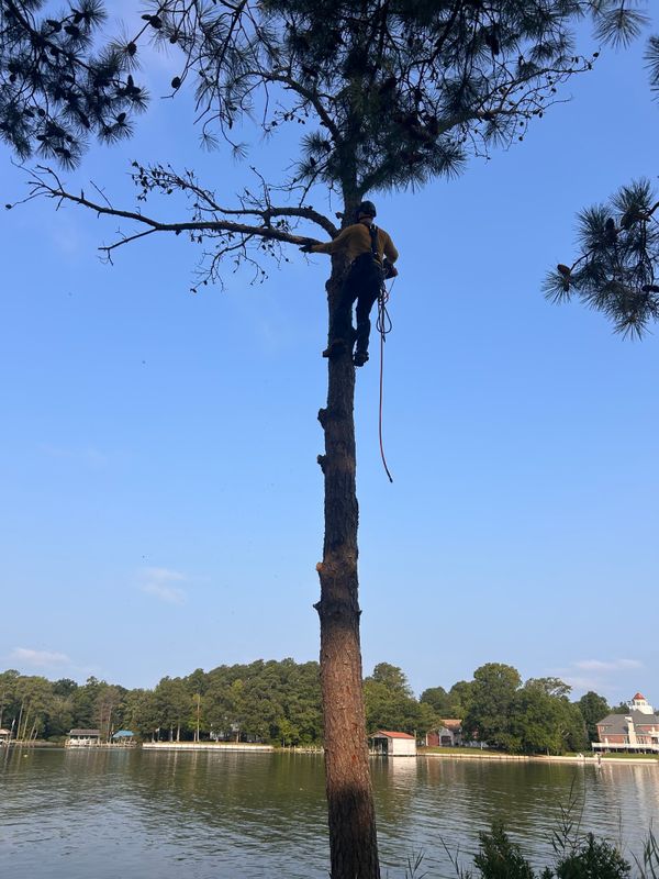 Tree Removal & Limbing 