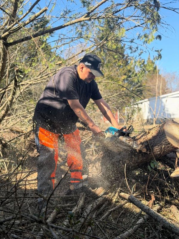 Tree Services