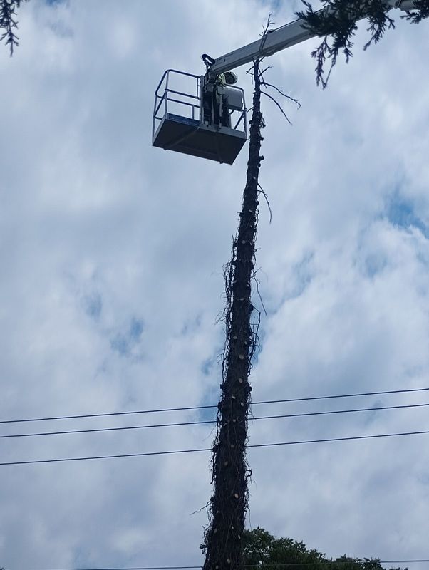 Emergency Tree Removal
