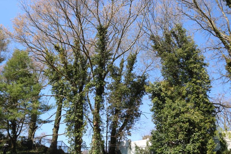 Commercial Tree Services