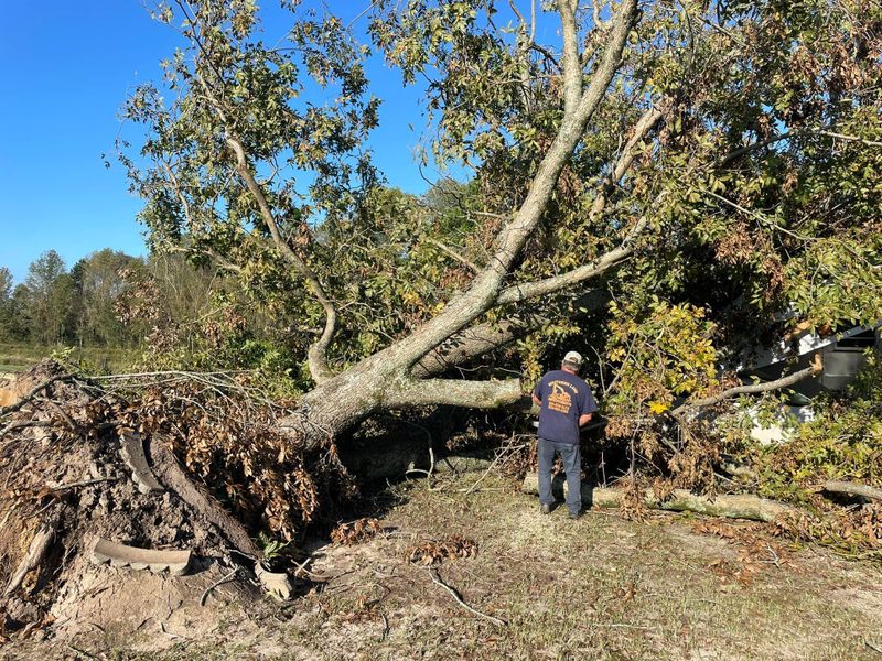 Arborist & Tree Removal
