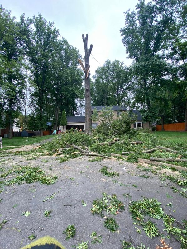 Tree Trimming and Removal