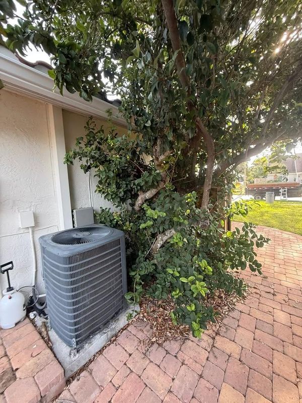 Tree Trimming