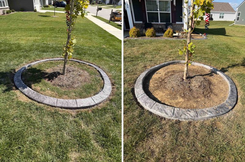 Tree and Shrub Care
