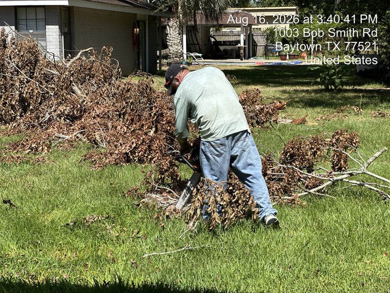 Tree trimming and removal