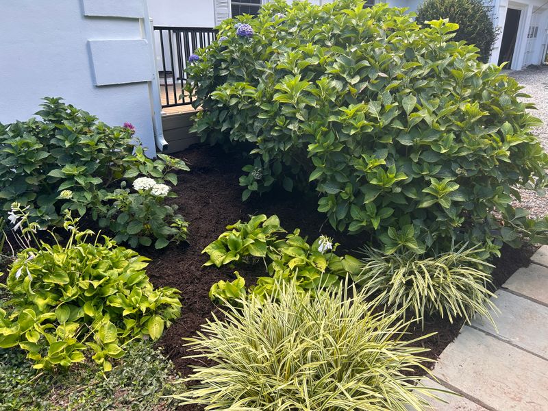 Shrub and Plant Trimming
