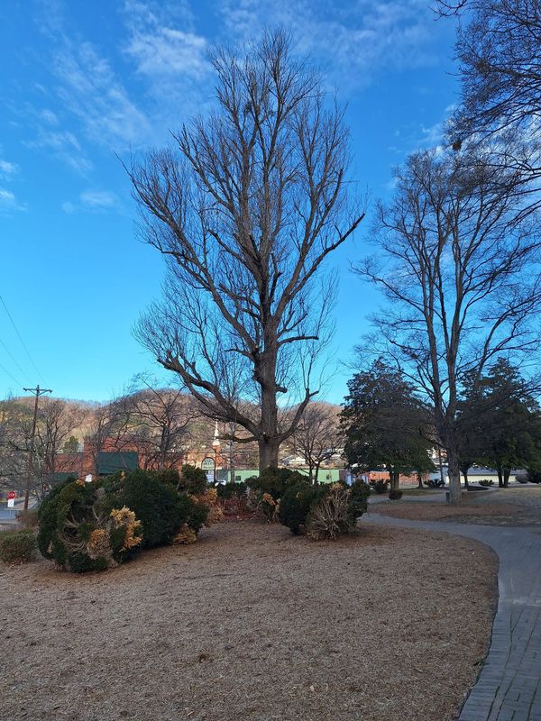 Tree Trimming