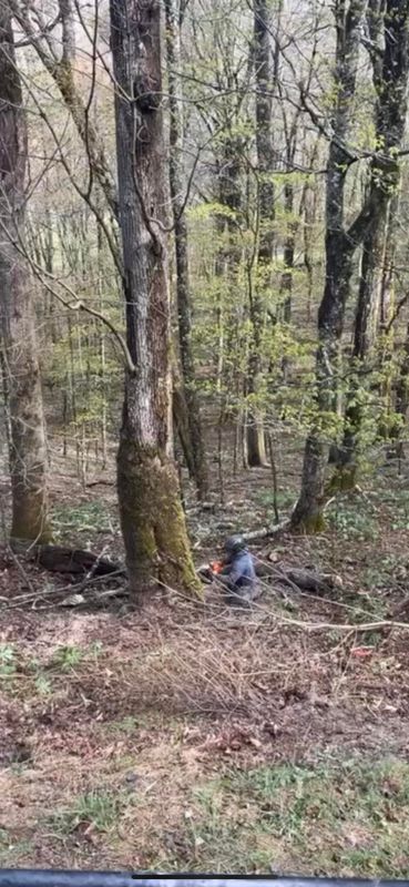 Tree Removal