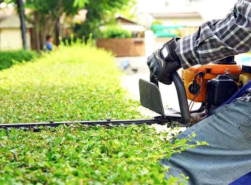 Shrub Trimming
