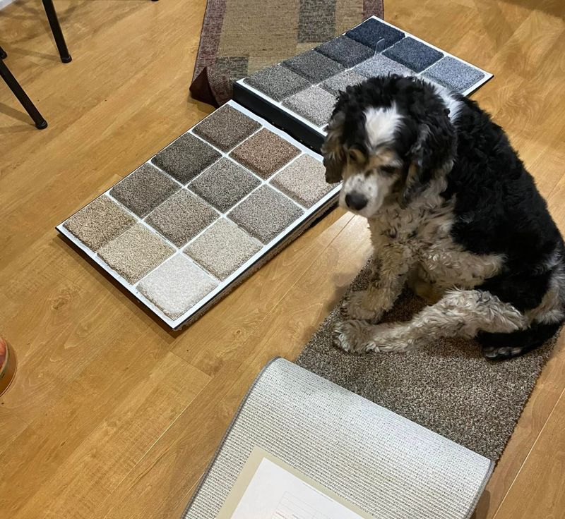 Carpet Installation and Repair