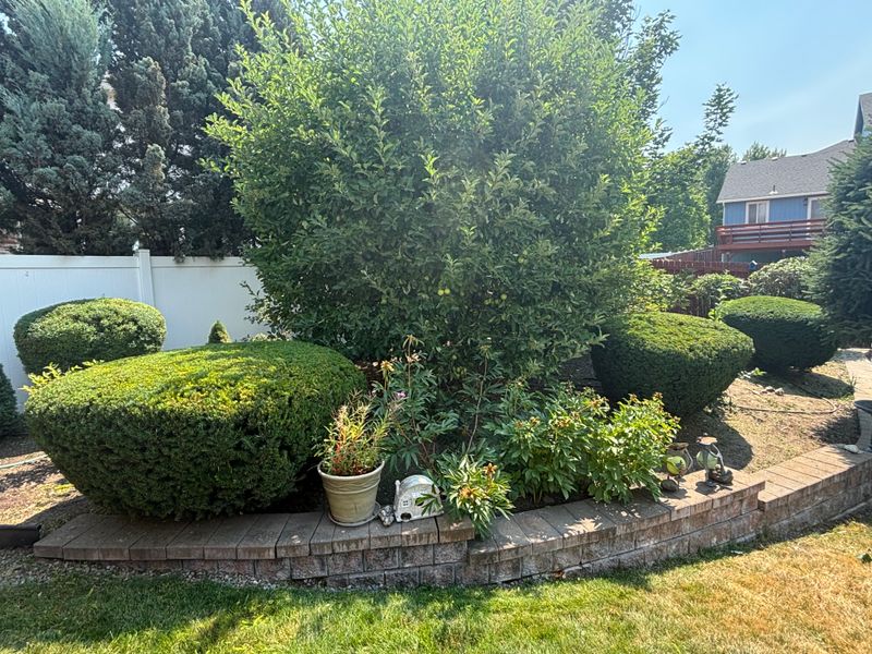 Tree and Shrub Care