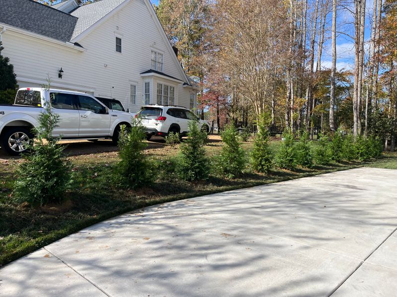 Tree and Shrub Installation