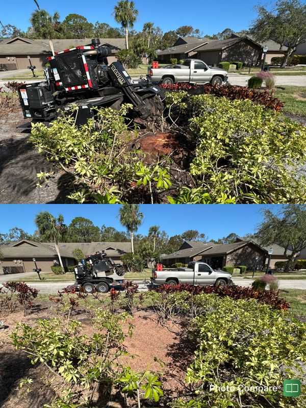 Stump Removal