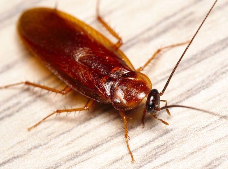 Cockroach Extermination