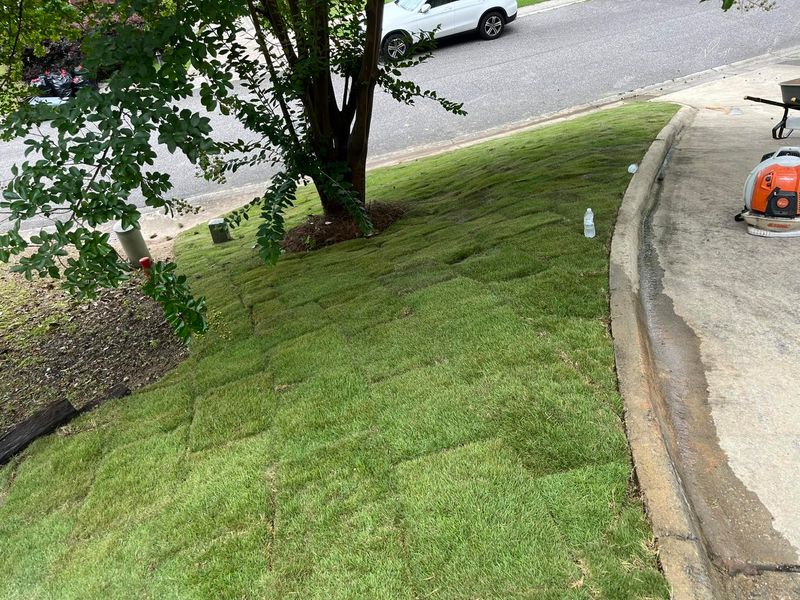 Tree & Shrub Care