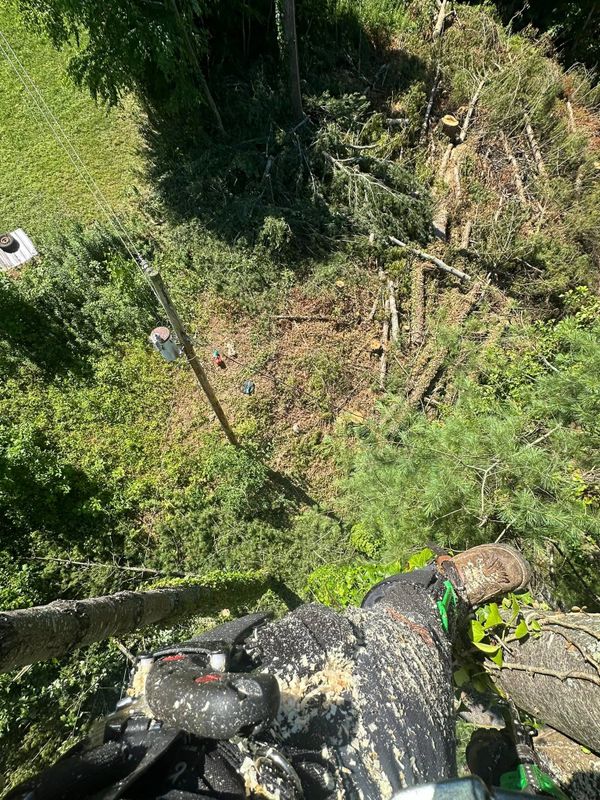 Tree Removal