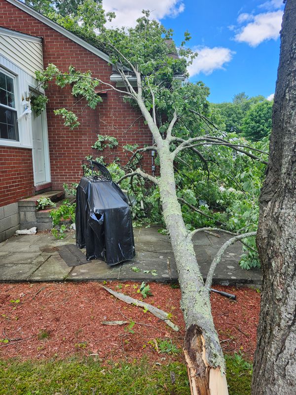 Hedge/Tree/Brush Cutting