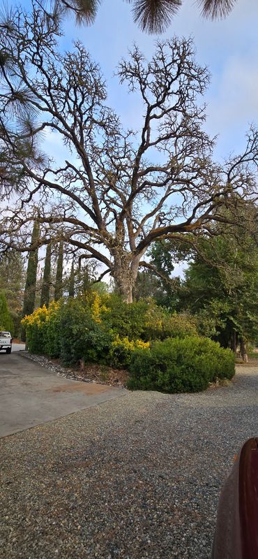 Hazardous Tree Services