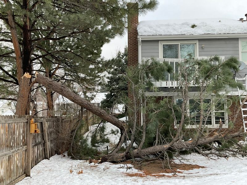 Tree Pruning & Removal