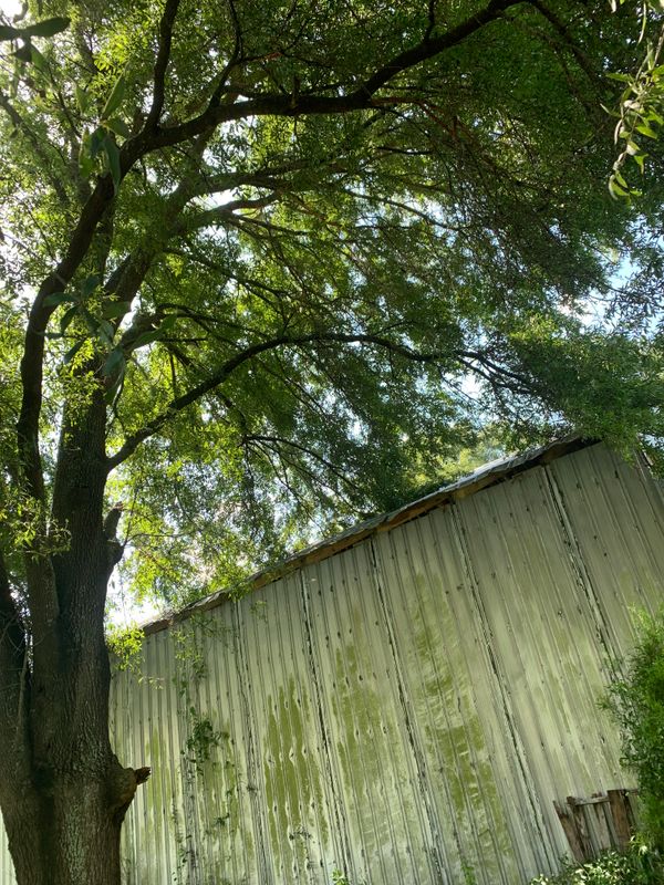 Tree Trimming