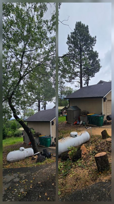 Stump Removal