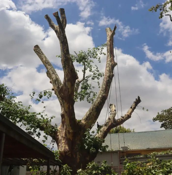 Tree Trimming