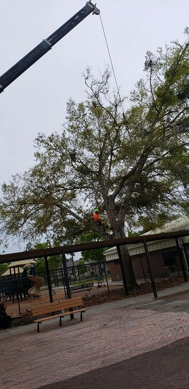 Tree Trimming