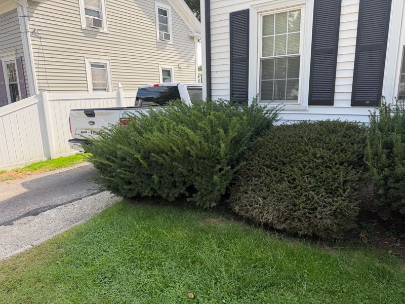 Tree & Shrub Care