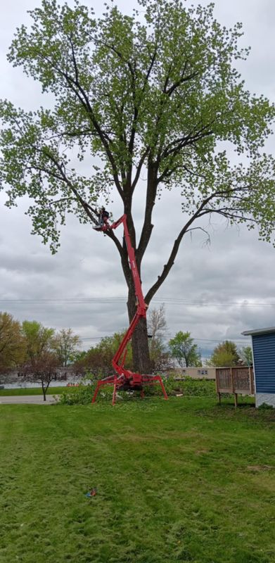 Tree Trimming