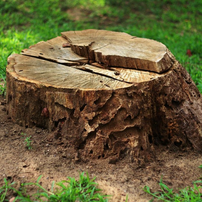 Stump Grinding and Removal