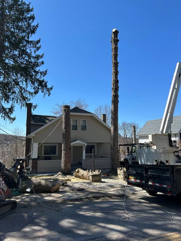 Tree Trimming