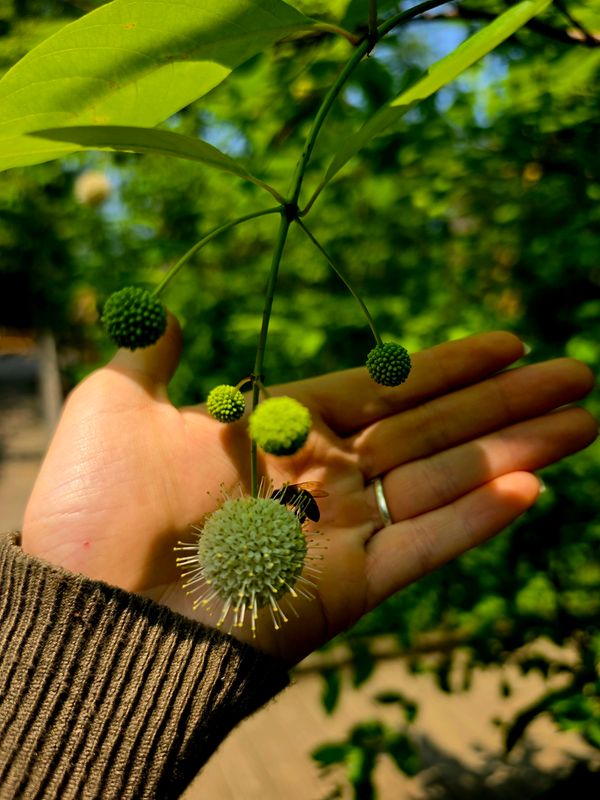 Native & Sustainable Landscaping