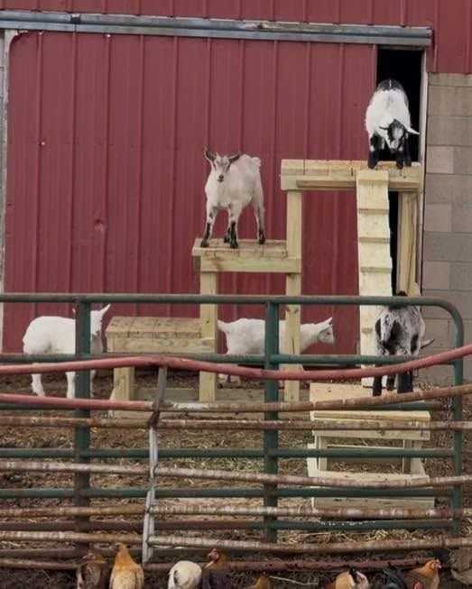 Animal Shelters/ Hay Feeders