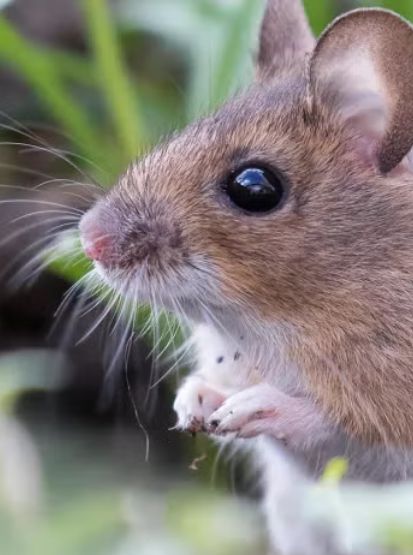 Mice