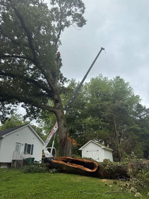 Tree Removal gallery