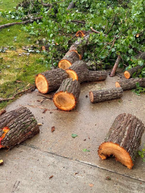 Tree Removal