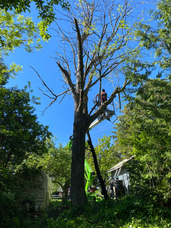 Tree Removal gallery