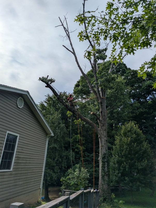Shrub Trimming